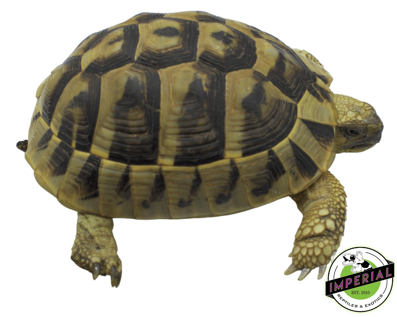 Hermann's Tortoise Young Adult — image 2