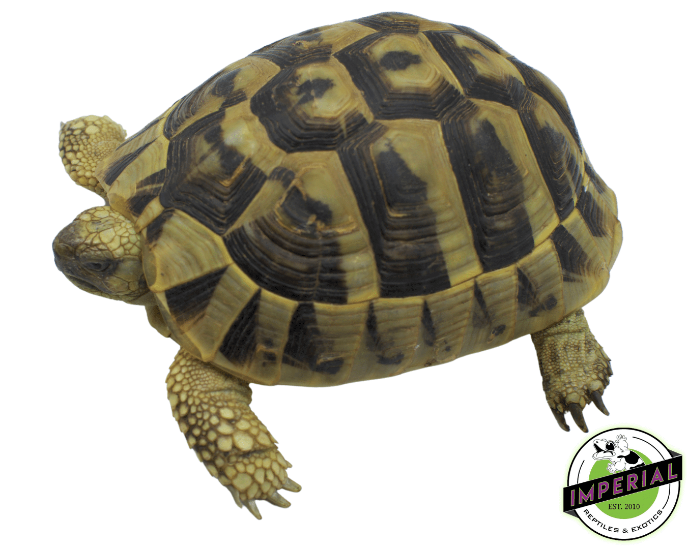 Hermann's Tortoise Young Adult