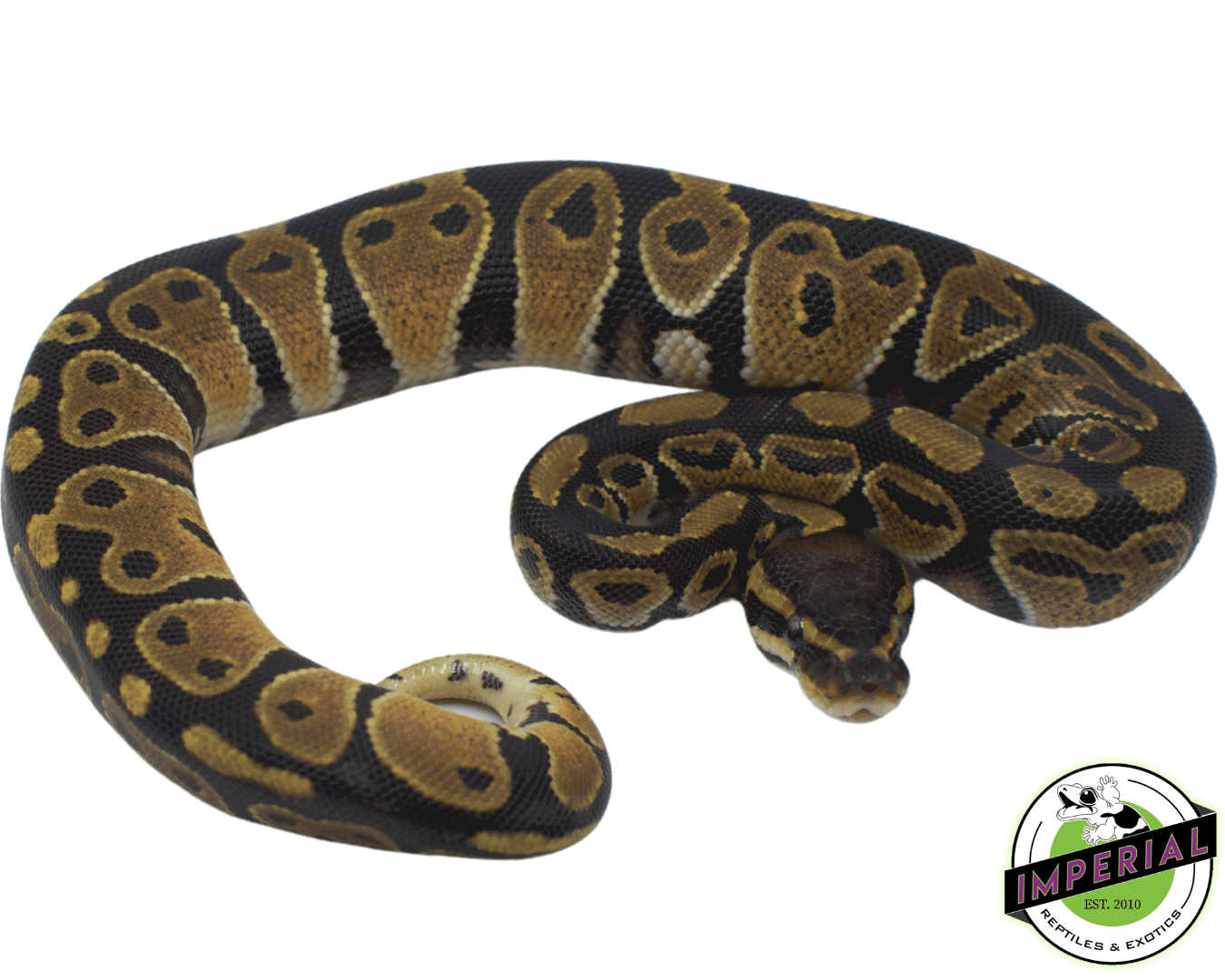 Het Albino Ball Python — image 2