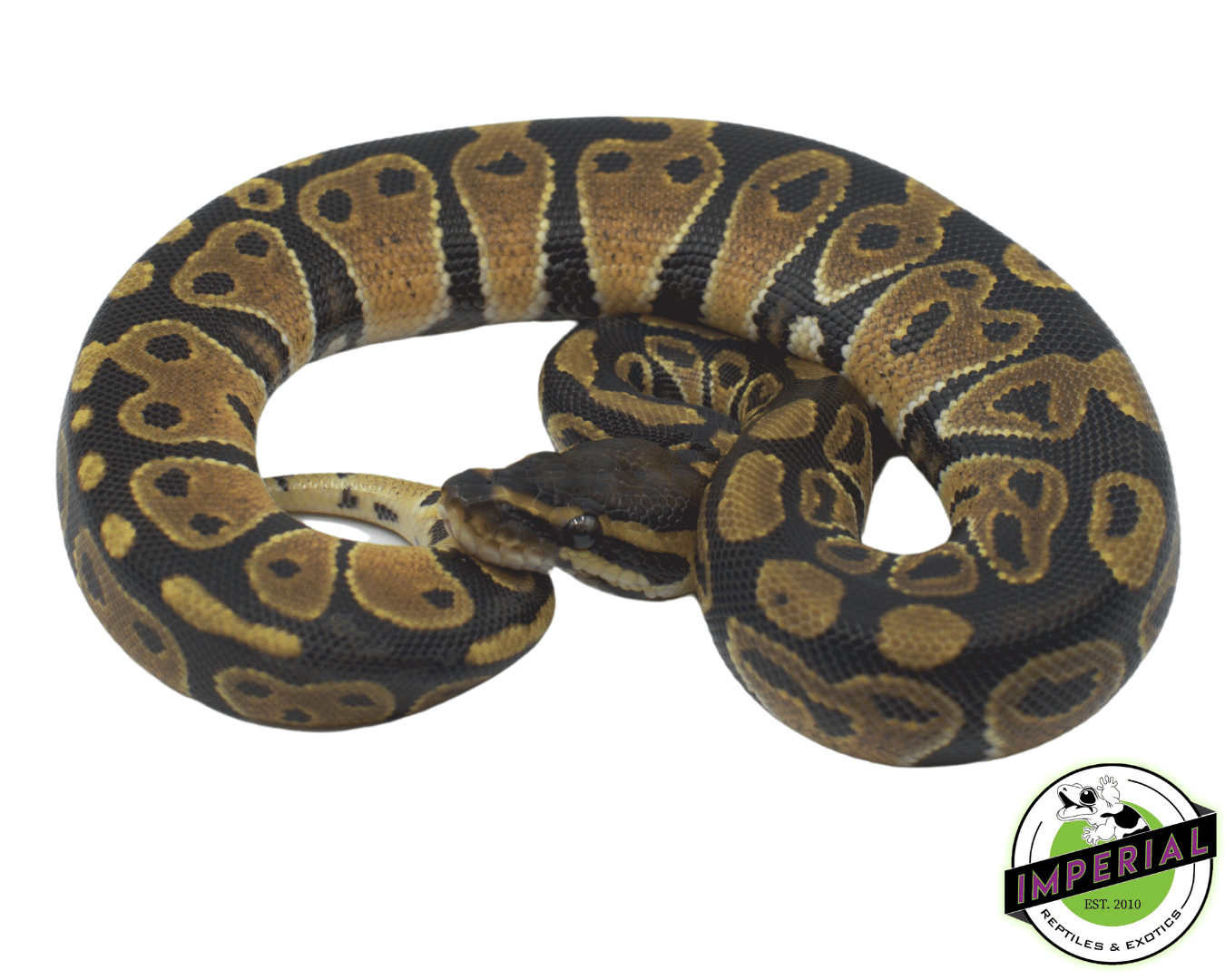 Het Albino Ball Python