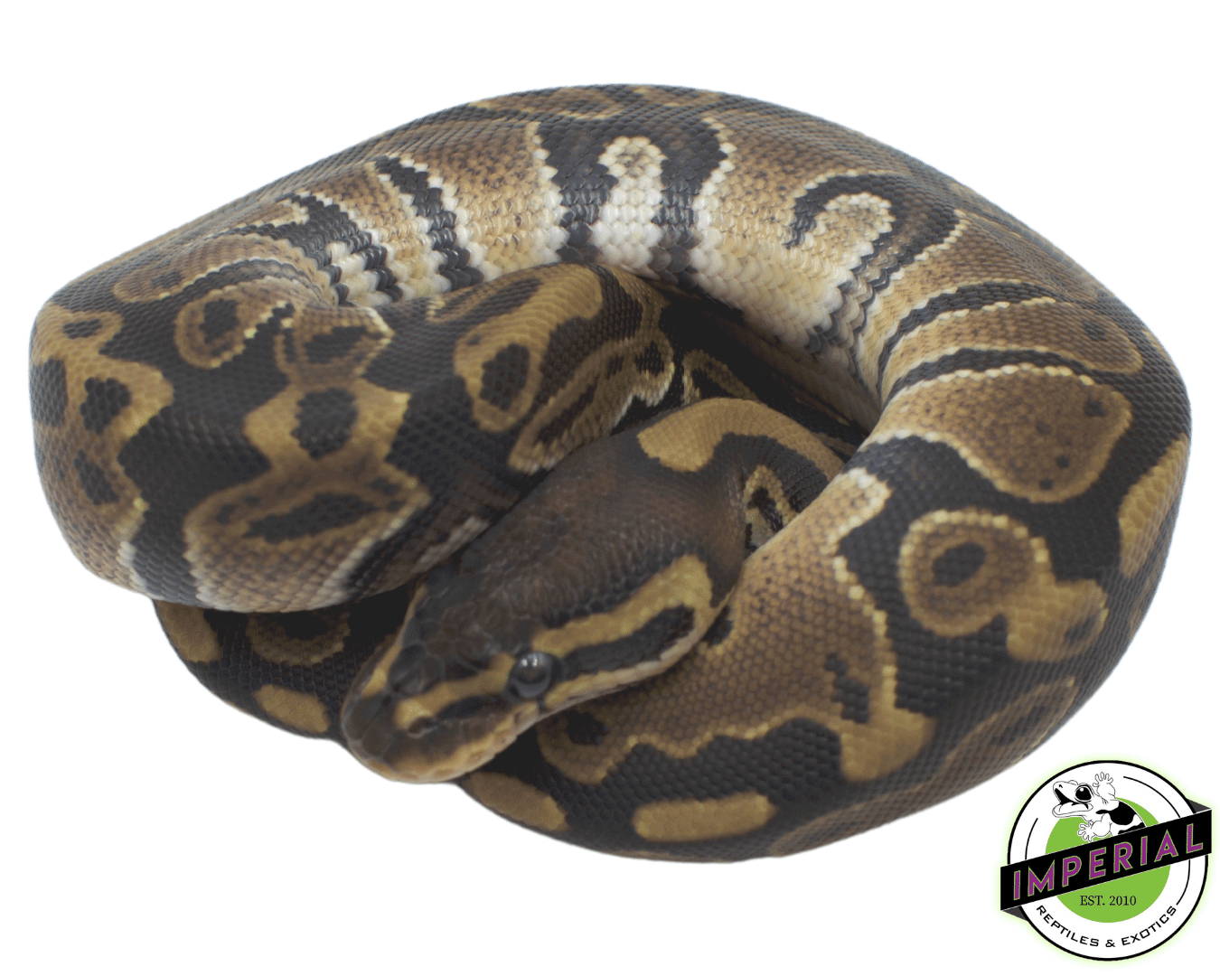 Het. Albino Pied Ball Python