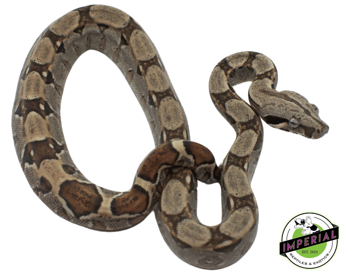 Het. Anery Boa