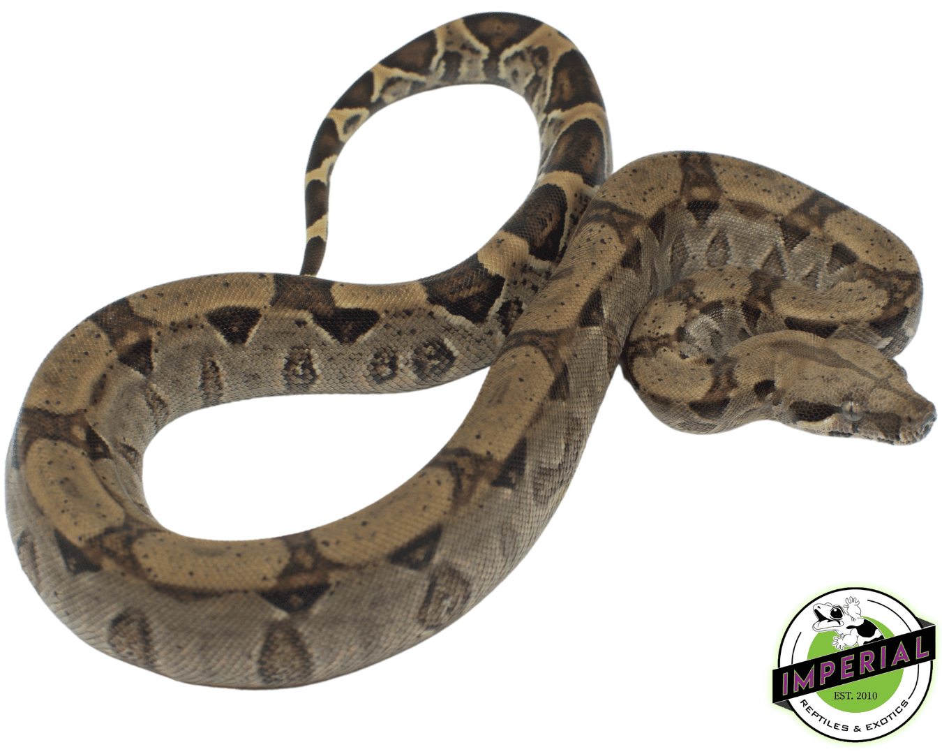 Het. Kahl Albino Boa