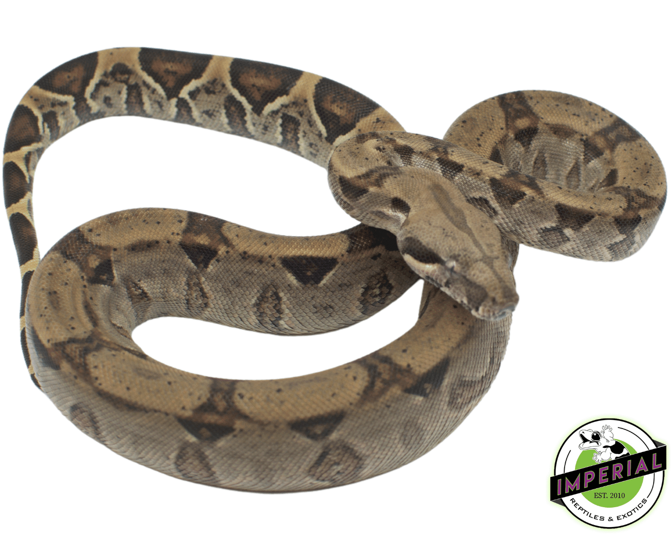 Het. Kahl Albino Boa — image 2