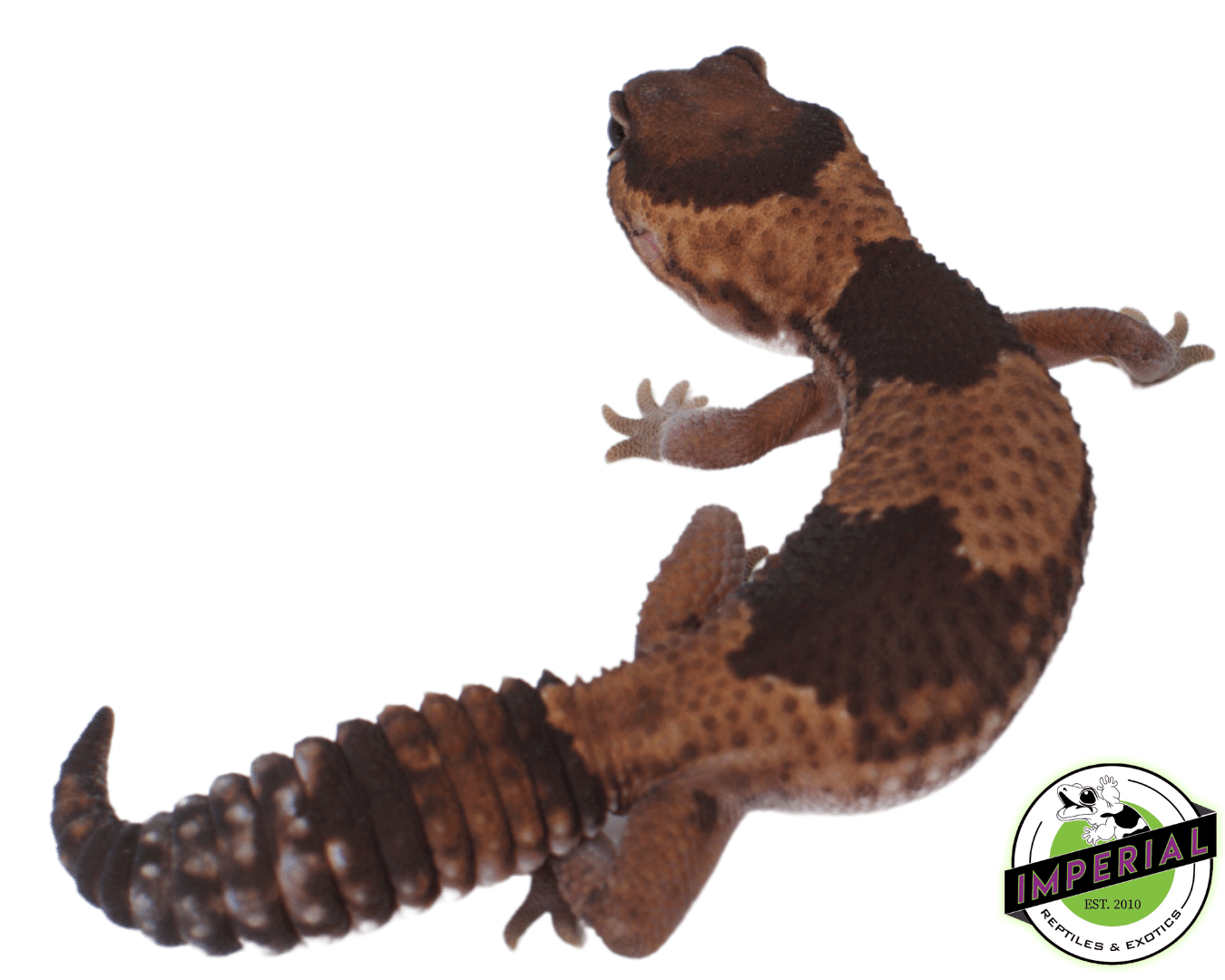 Het Patty African Fat Tail Gecko — image 2
