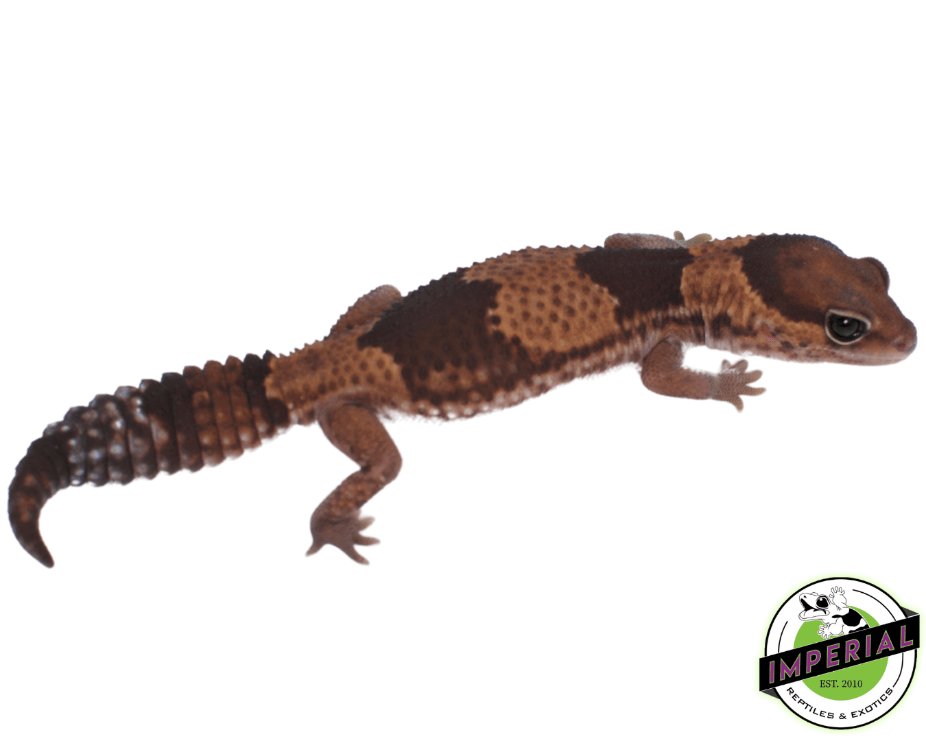 Het Patty African Fat Tail Gecko