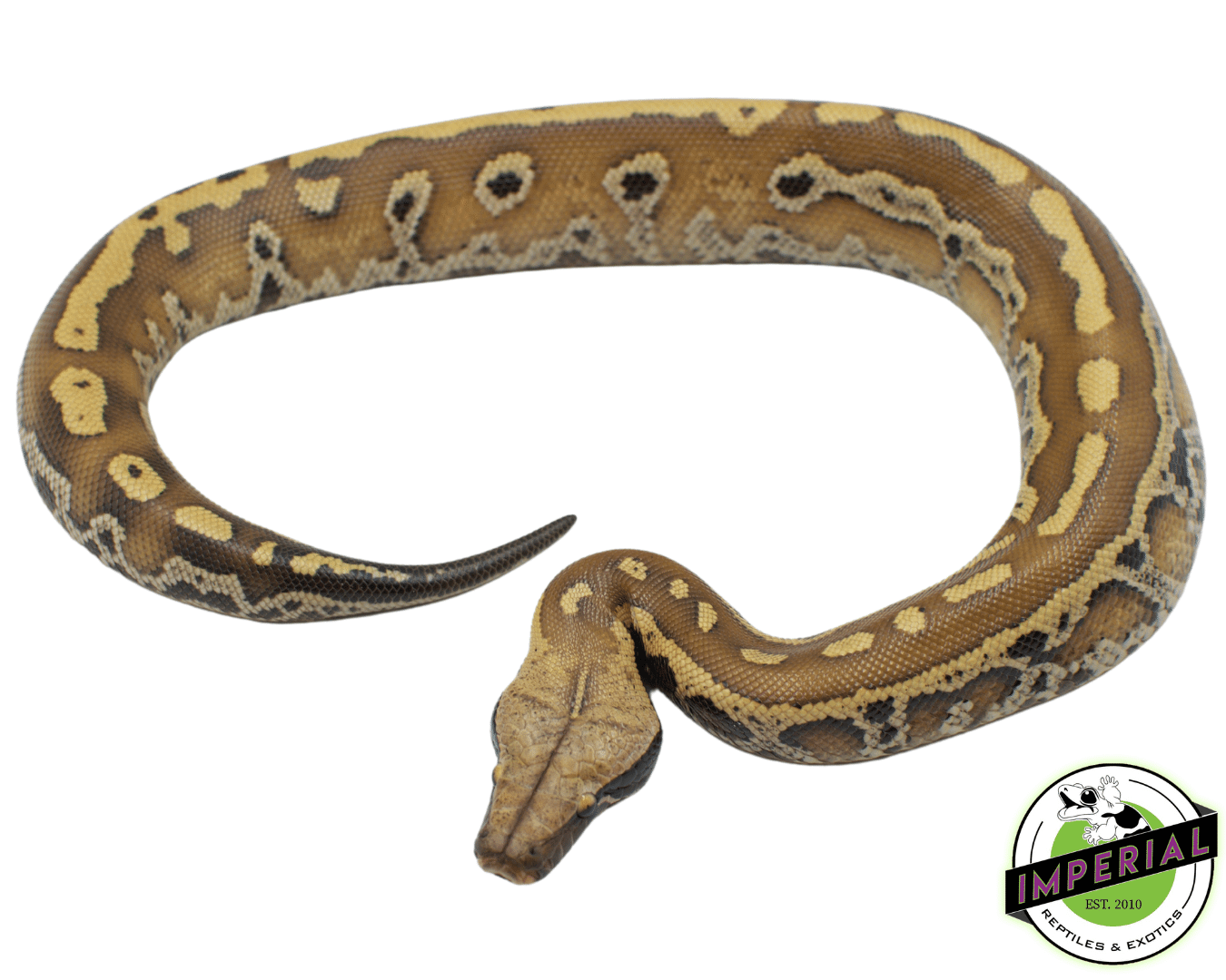 Het. T Negative Albino Blood Python
