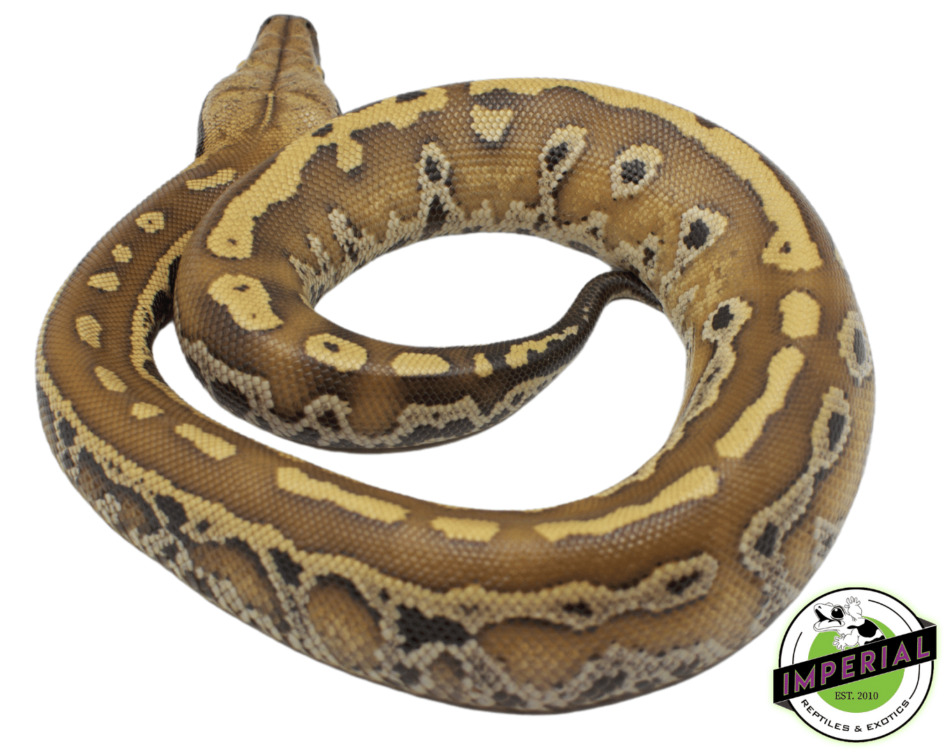 Het. T Negative Albino Blood Python — image 2