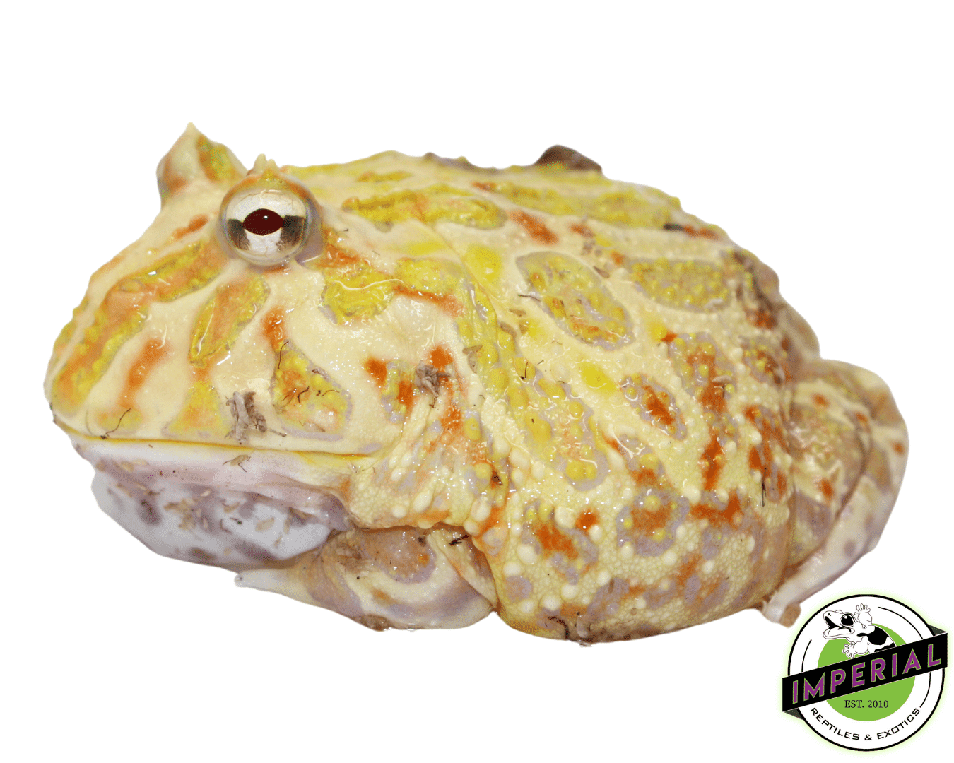 "Het. White Mutant" Pacman Frog — image 2