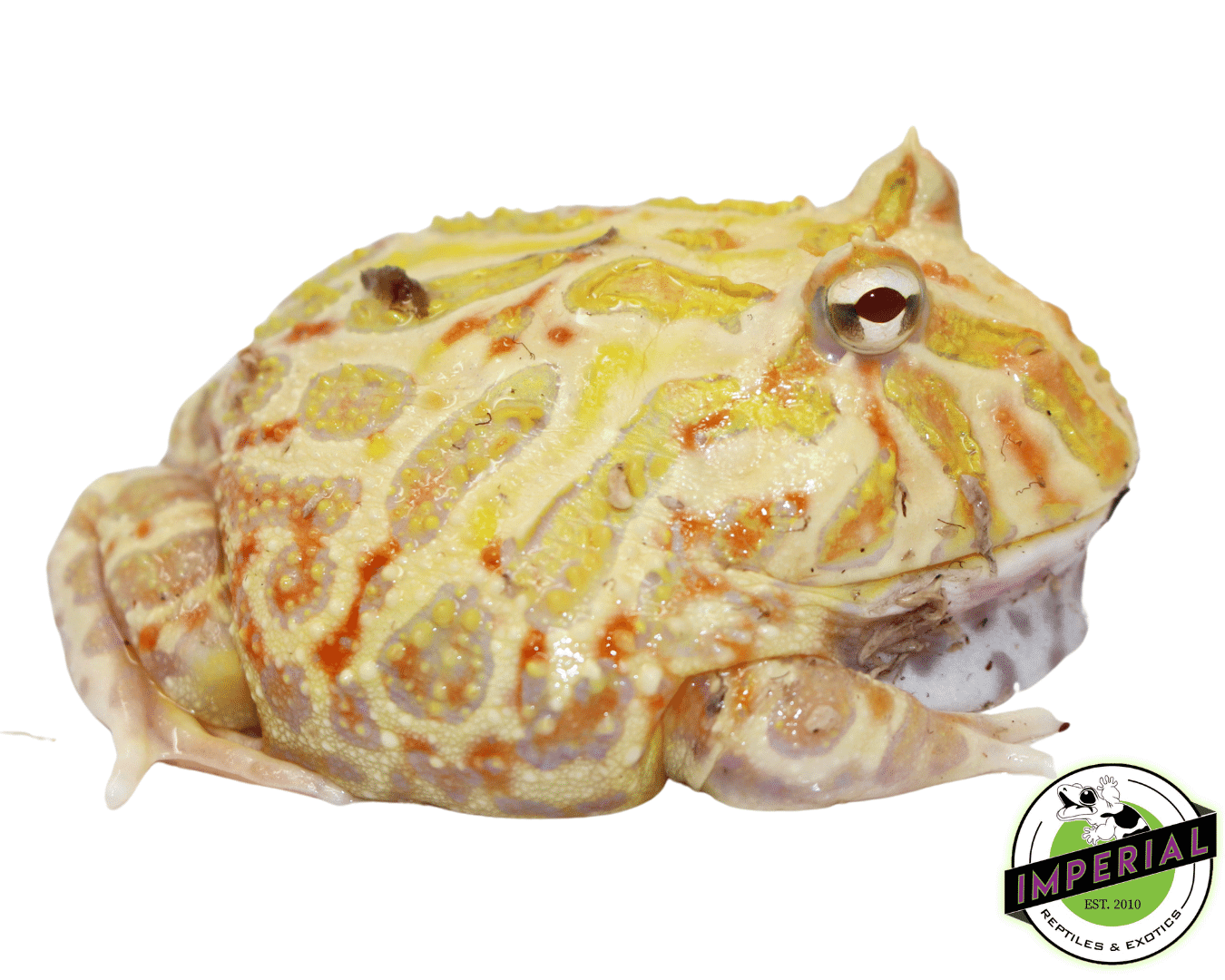 "Het. White Mutant" Pacman Frog