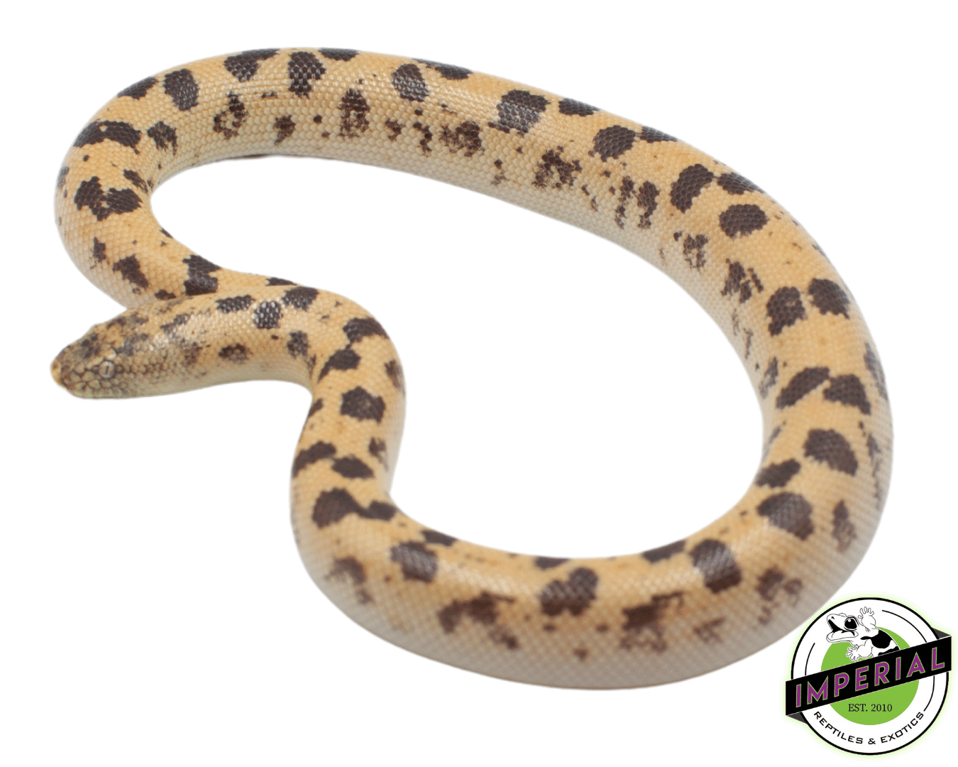 Hi-Gold Saharan Sand Boa