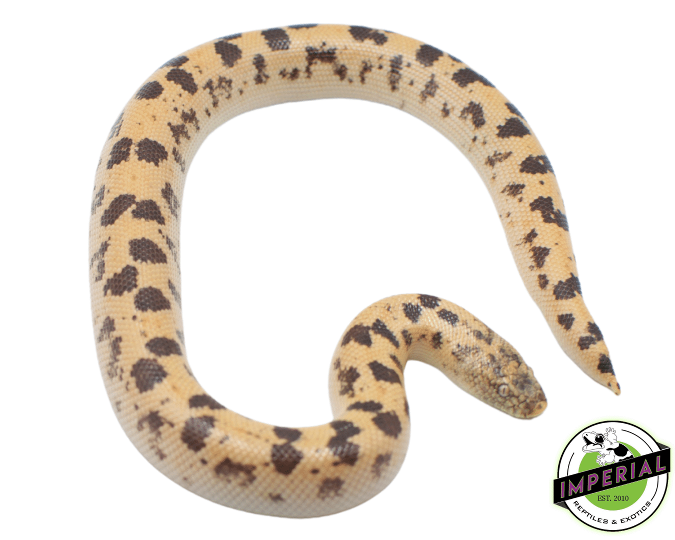 Hi-Gold Saharan Sand Boa — image 2