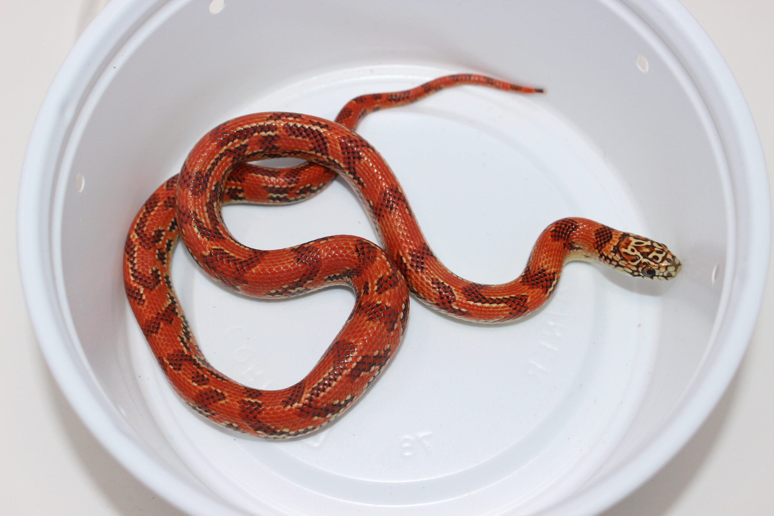 Hi-Red Brooks Kingsnake — image 3
