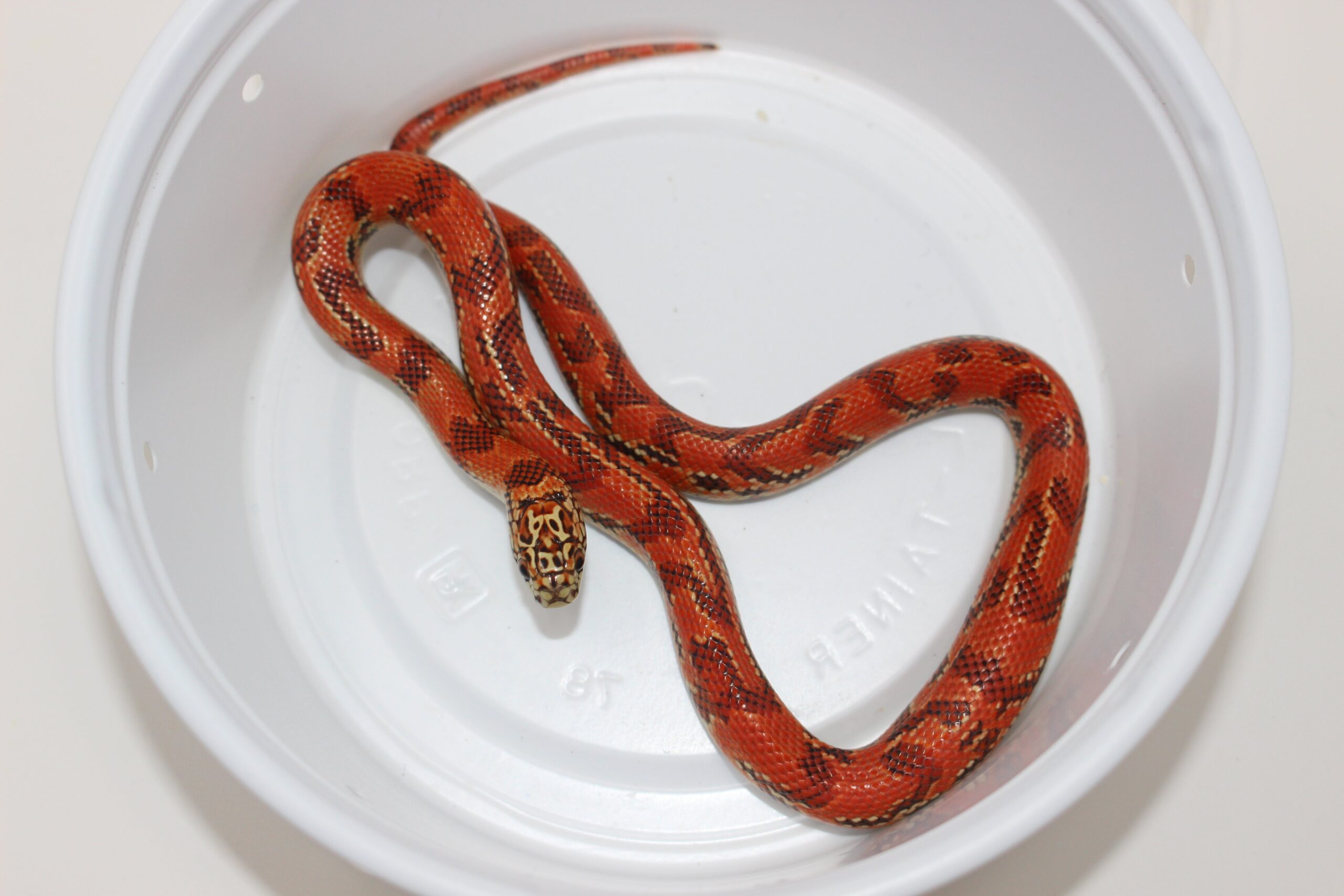 Hi-Red Brooks Kingsnake — image 2