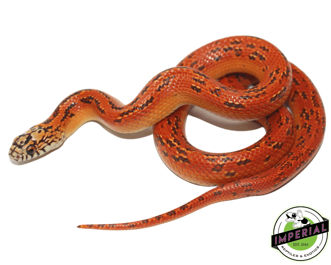 Hi-Red Hypo Florida Kingsnake