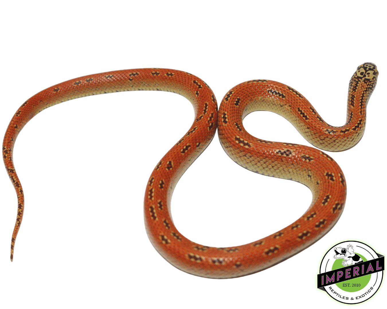 Hi-Red Hypo Florida Kingsnake — image 2