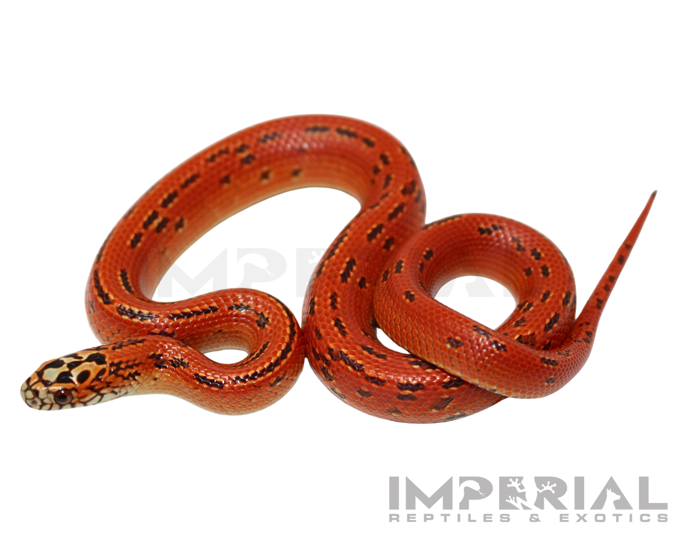 Hi-Red Hypo Ultra Mosaic Florida Kingsnake Baby