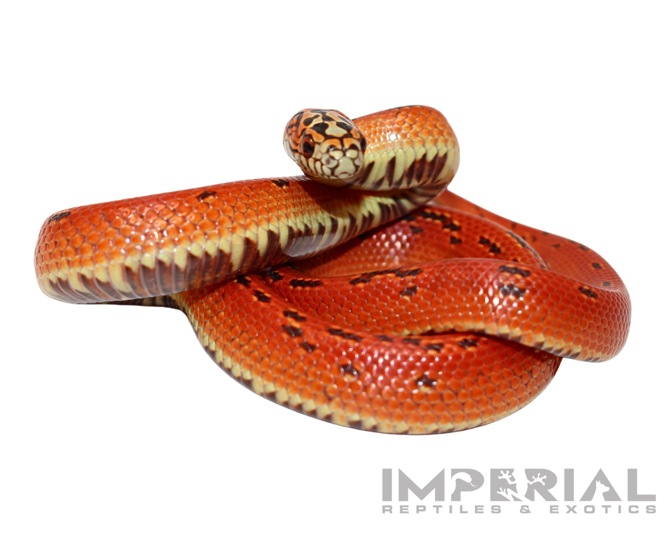 Hi-Red Hypo Ultra Mosaic Florida Kingsnake Baby — image 2