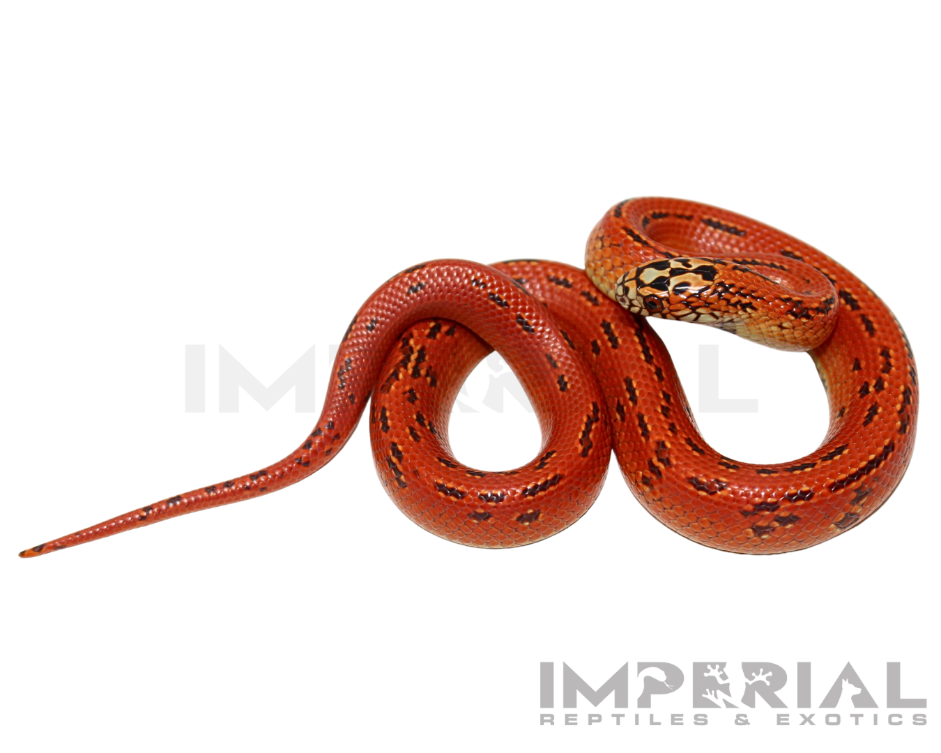 Hi-Red Hypo Ultra Mosaic Florida Kingsnake Baby — image 3