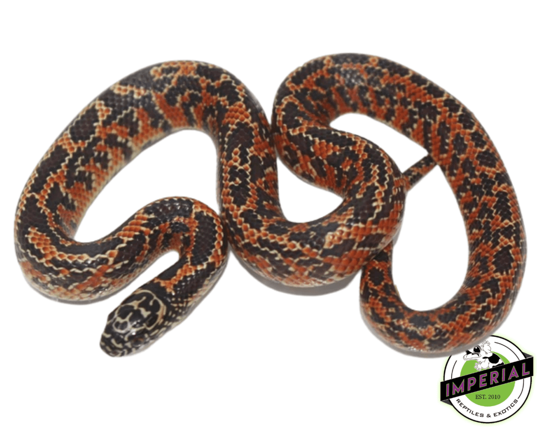 Hi-Red Mosaic Florida Kingsnake Baby — image 2