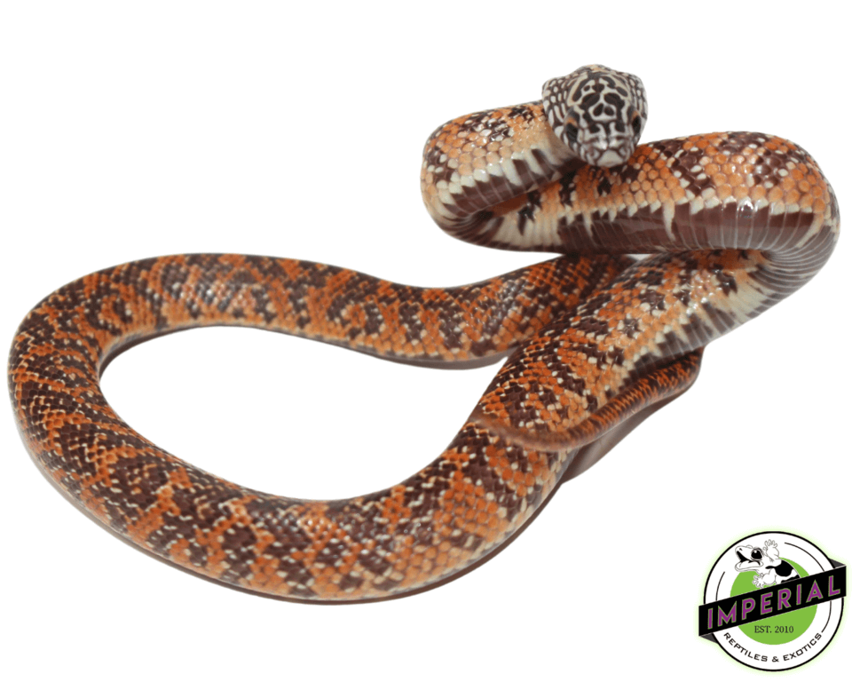 Hi-Red Mosaic Florida Kingsnake Baby