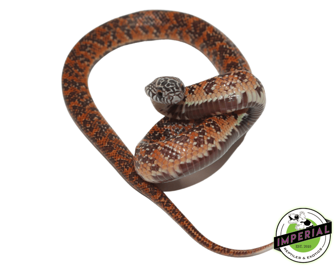 Hi-Red Mosaic Florida Kingsnake Baby — image 3
