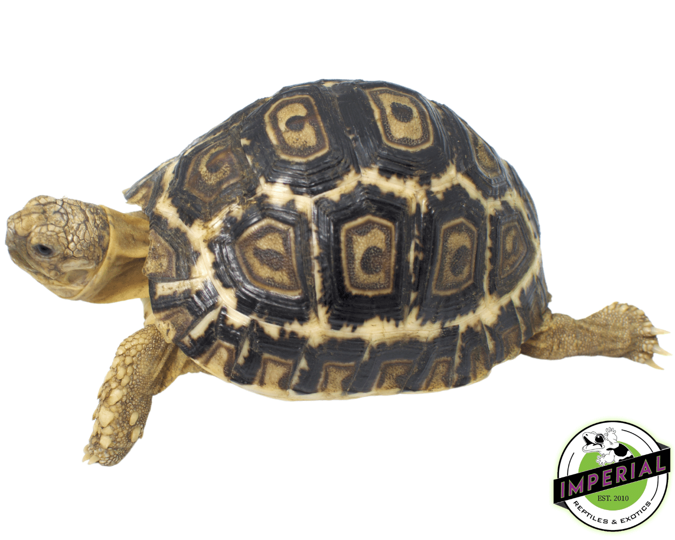 Hi-White Leopard Tortoise Baby — image 2