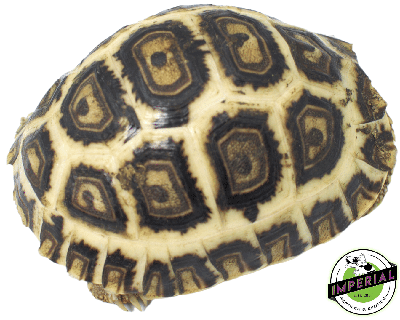 Hi-White Leopard Tortoise Baby