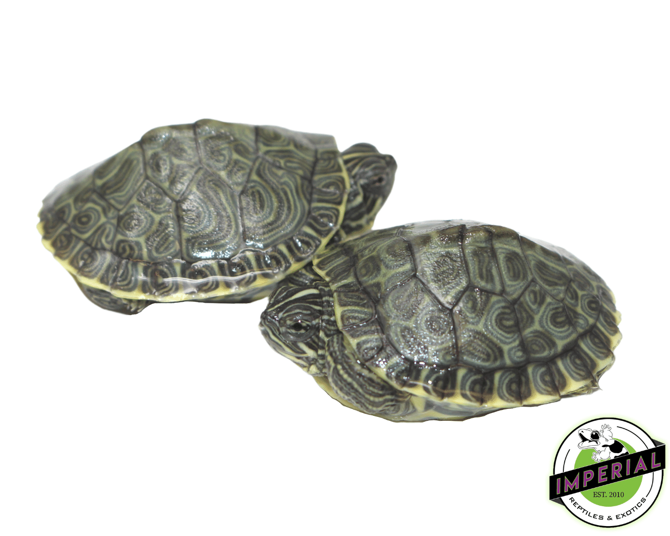 Hieroglyphic River Cooter — image 2