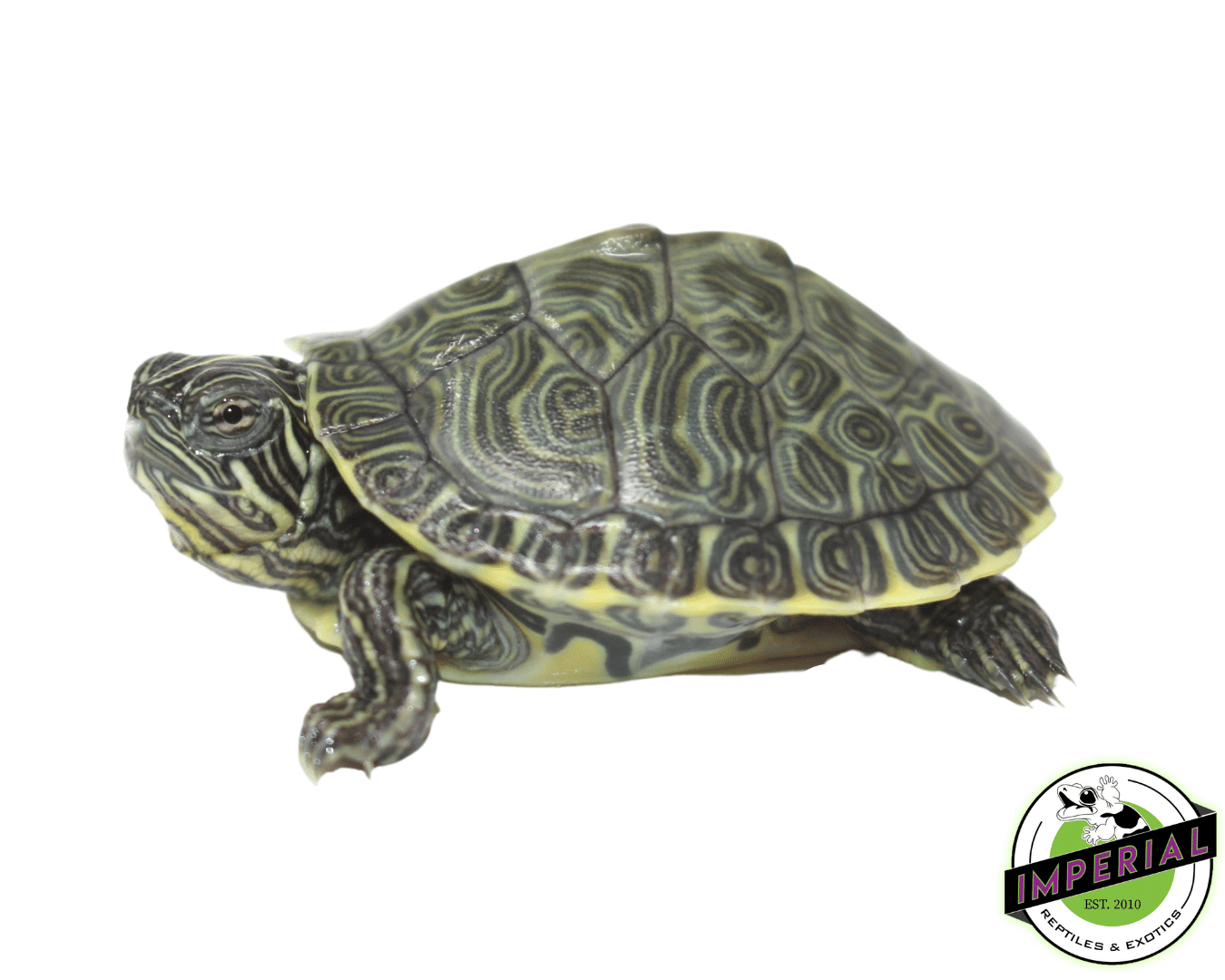 Hieroglyphic River Cooter