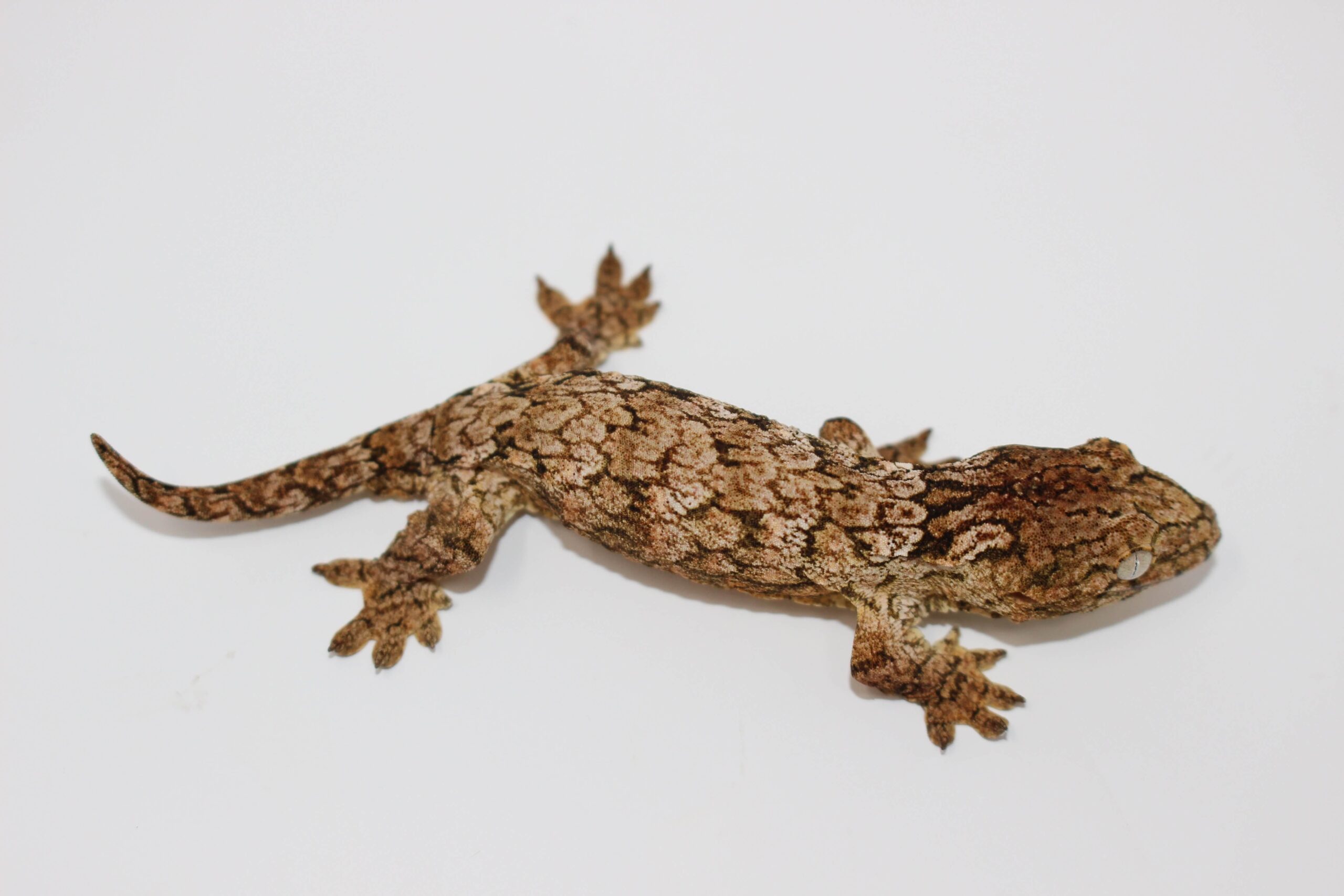 High Color GTx Island  Leachianus Juvenile — image 2