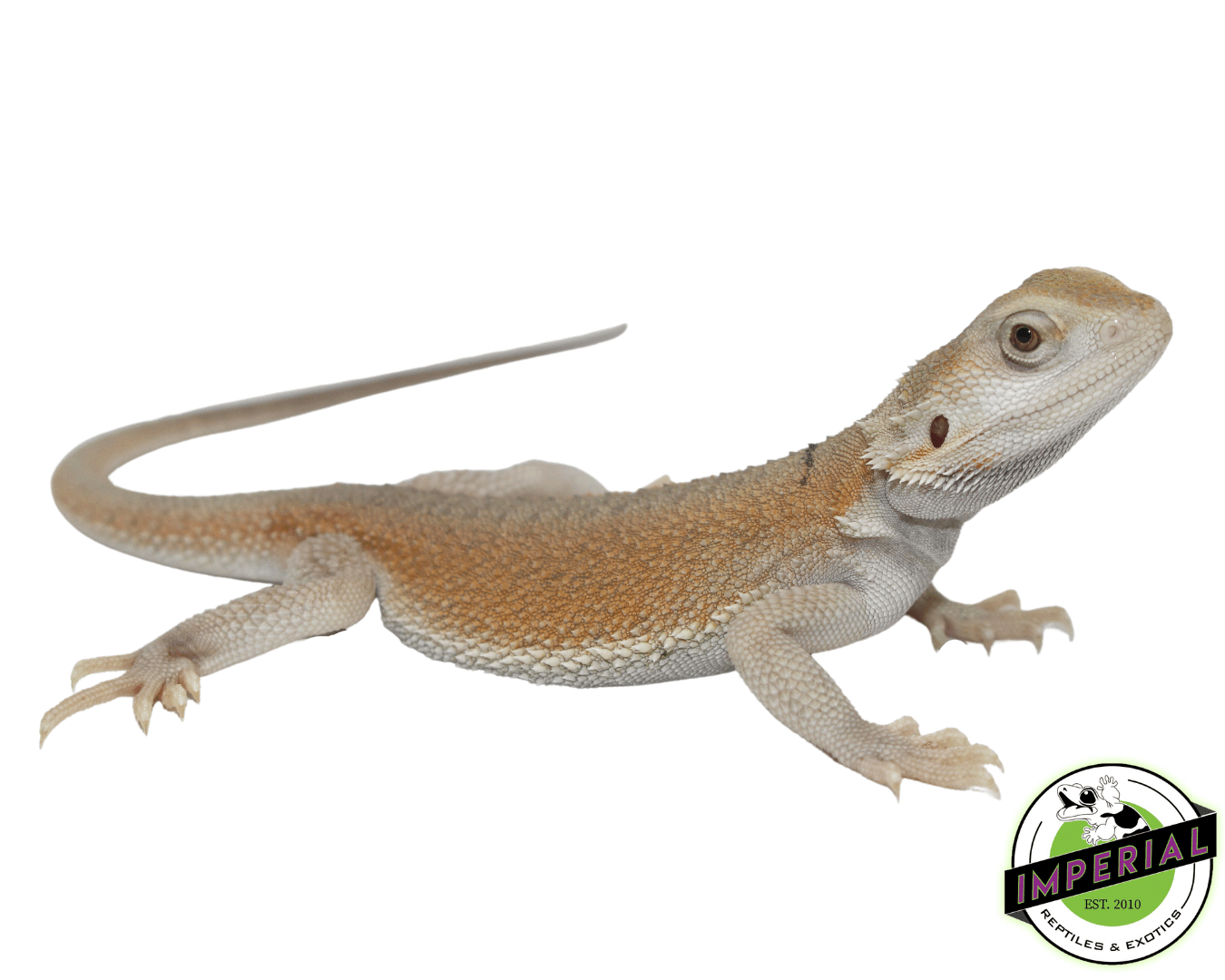 High Color Hypo Witblits Bearded Dragon Baby — image 2