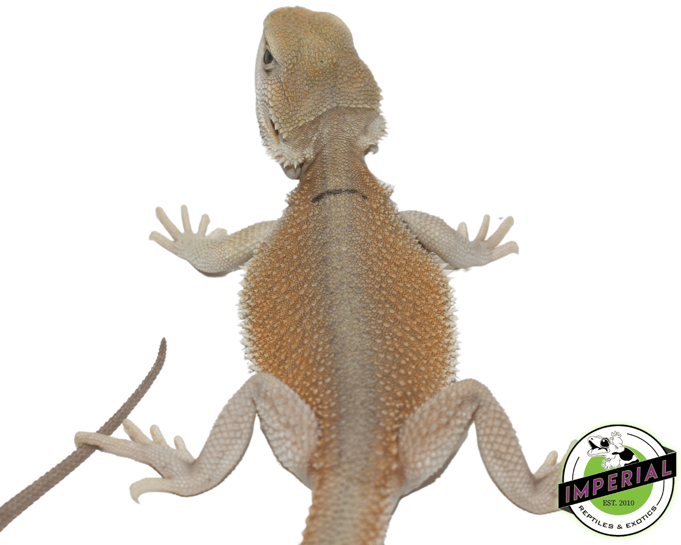 High Color Hypo Witblits Bearded Dragon Baby — image 3