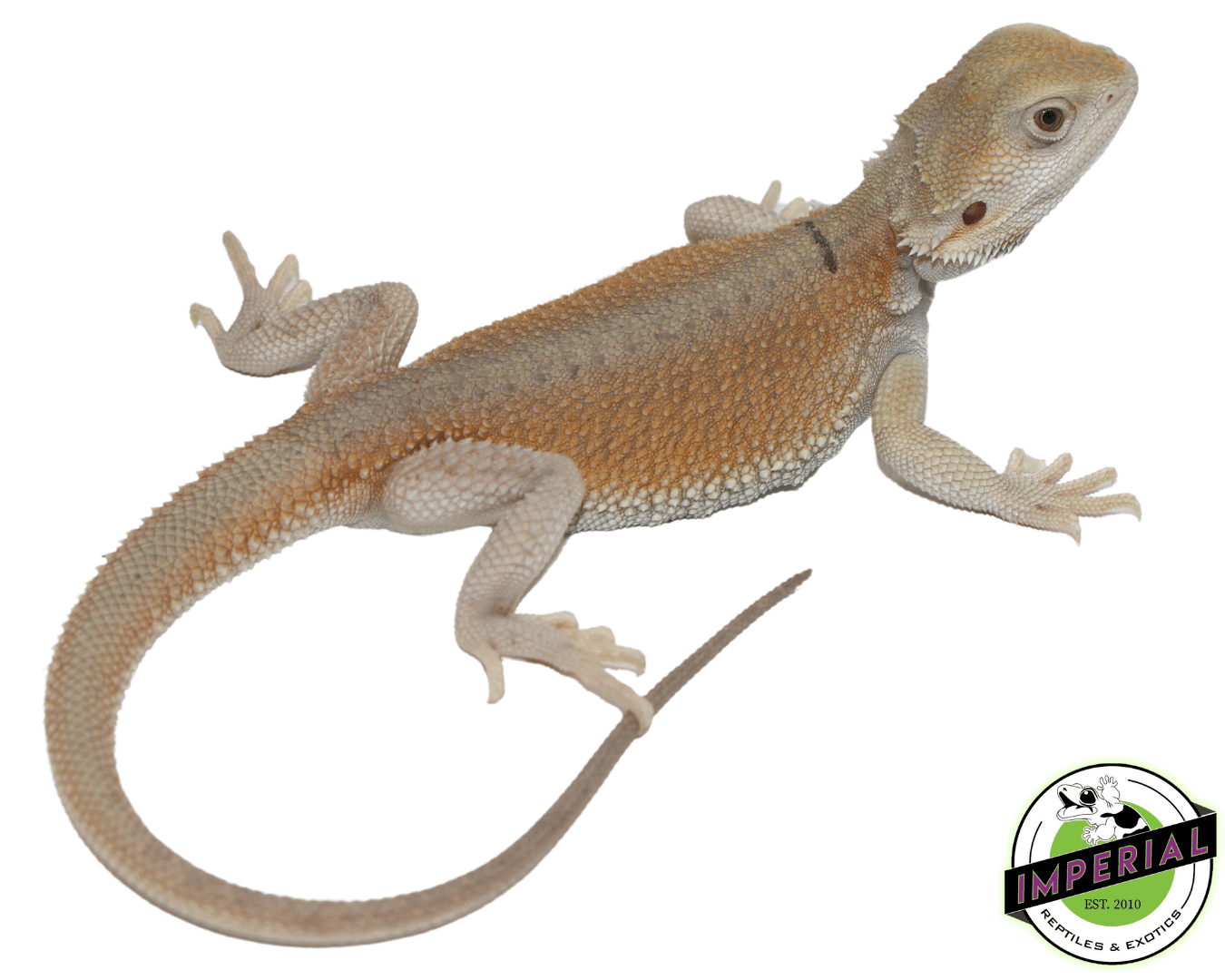 High Color Hypo Witblits Bearded Dragon Baby
