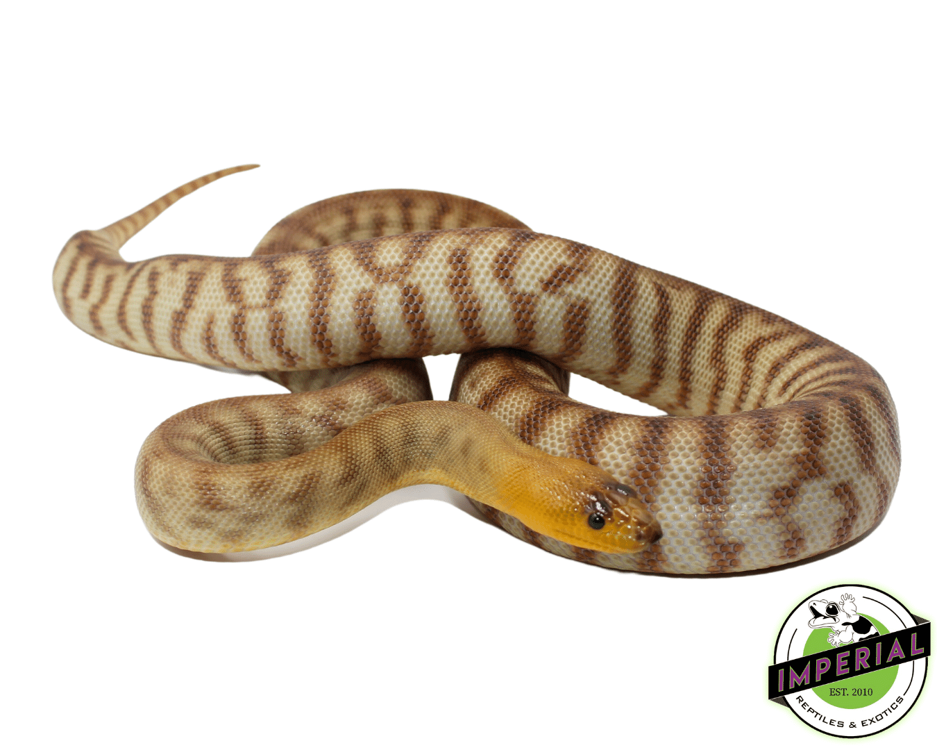 High Color "Hypo" Woma Python Young Adult Female #4 — image 2