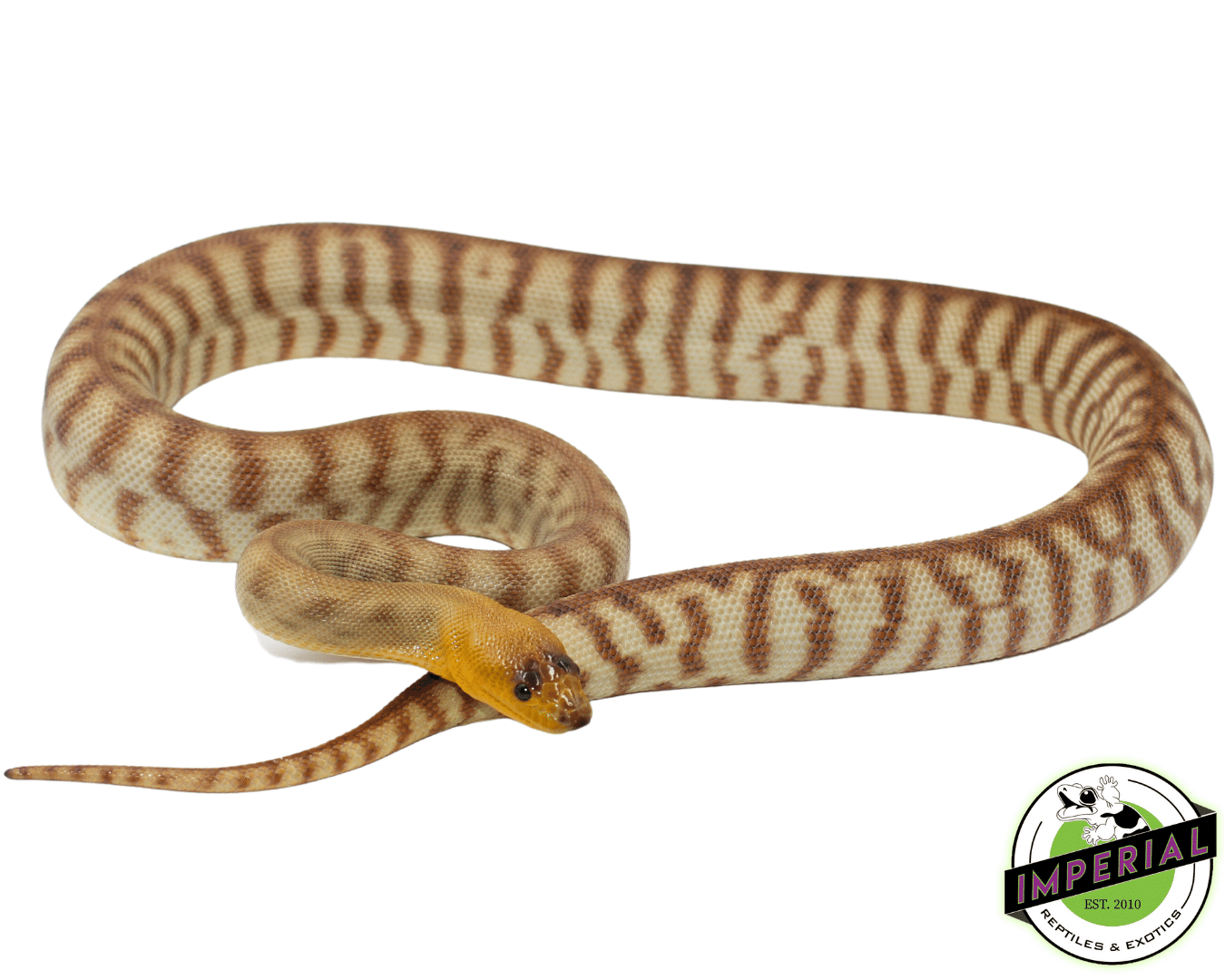 High Color "Hypo" Woma Python Young Adult Female #4
