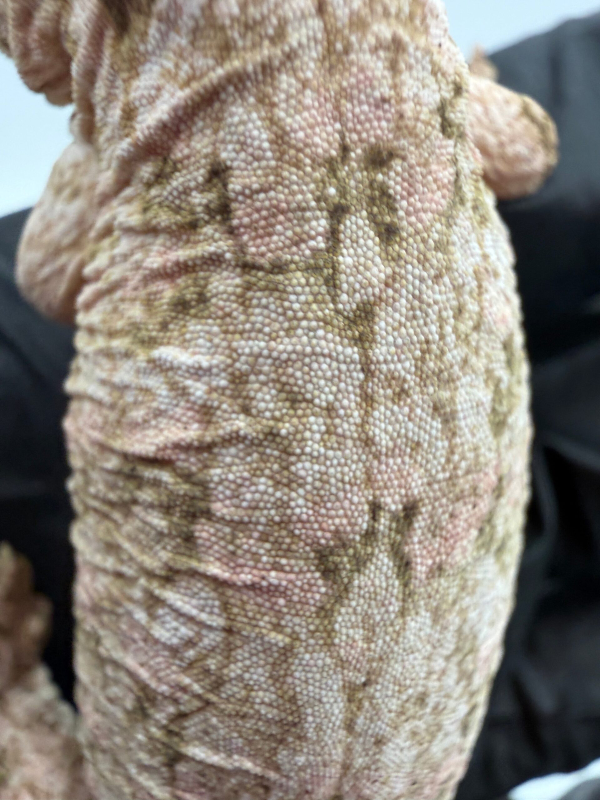 High-Color Isle of Pine Leachianus Gecko Male #111825-06 — image 3