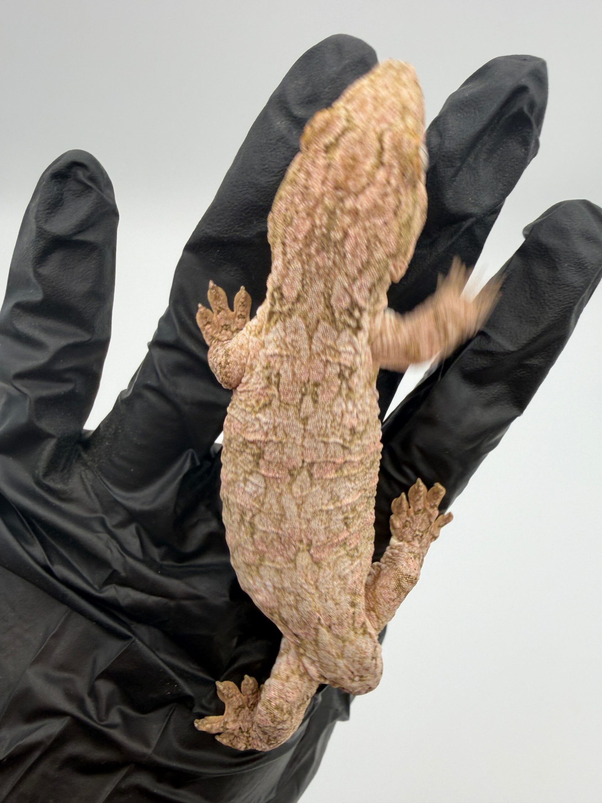 High-Color Isle of Pine Leachianus Gecko Male #111825-06 — image 2