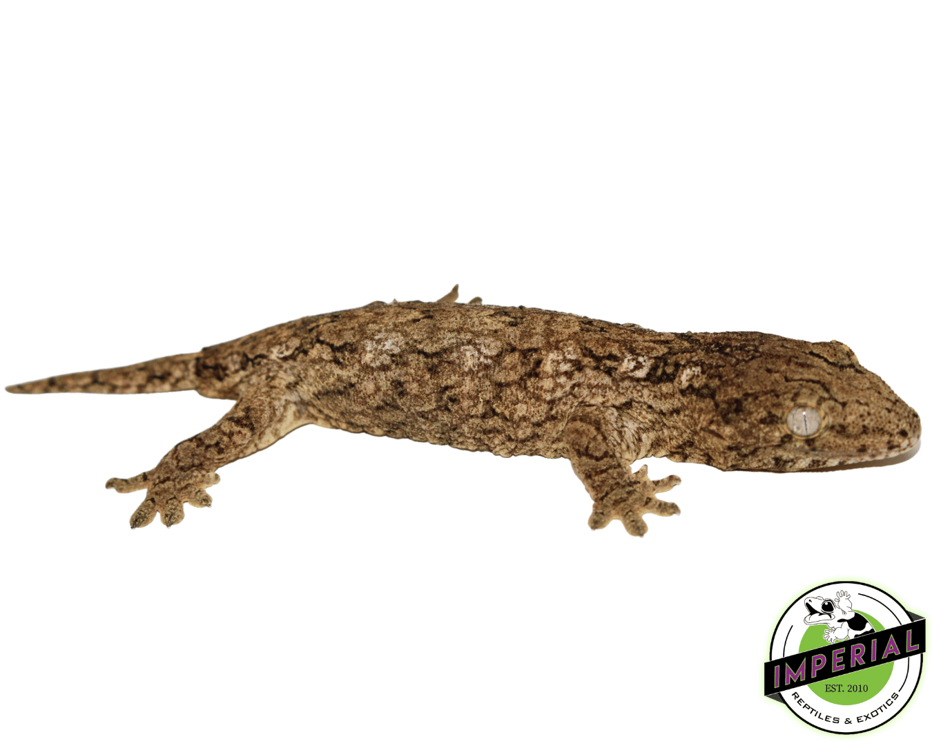 High Color "Isle of Pine" Leachianus Gecko — image 2