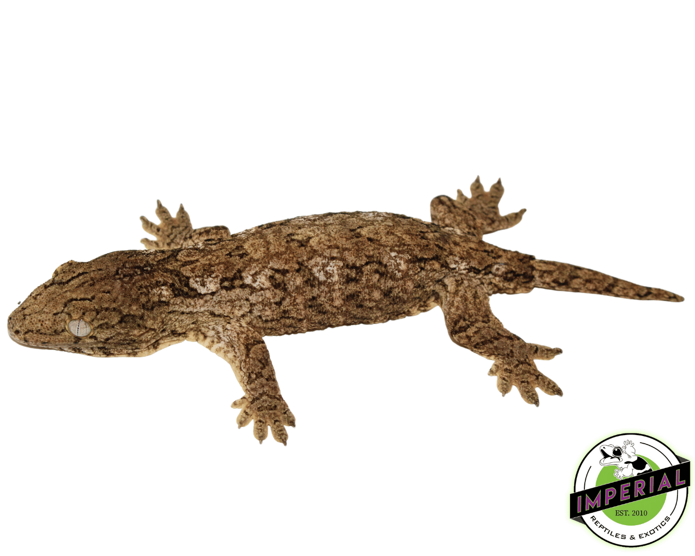 High Color "Isle of Pine" Leachianus Gecko
