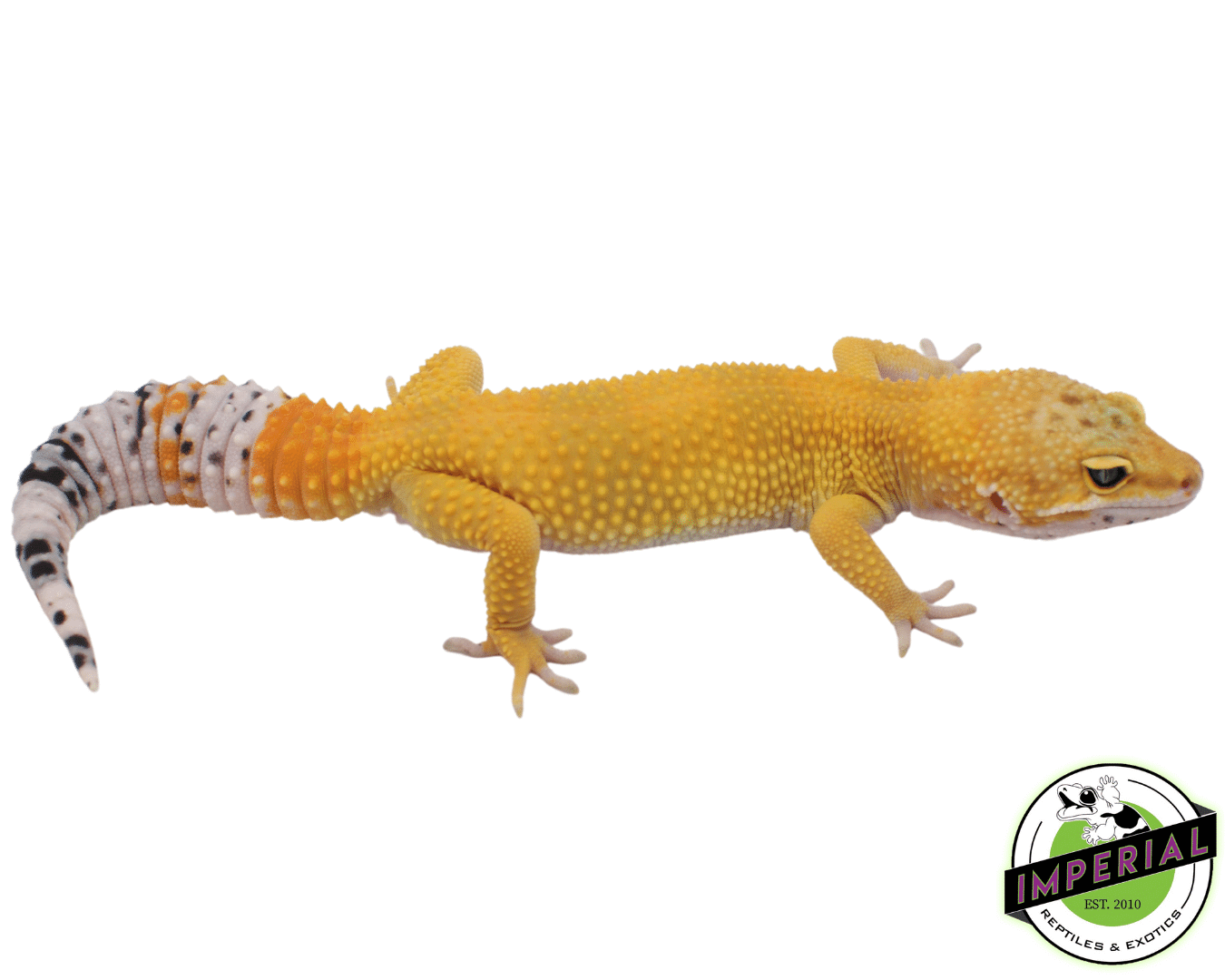 High Color Leopard Gecko Adult — image 2