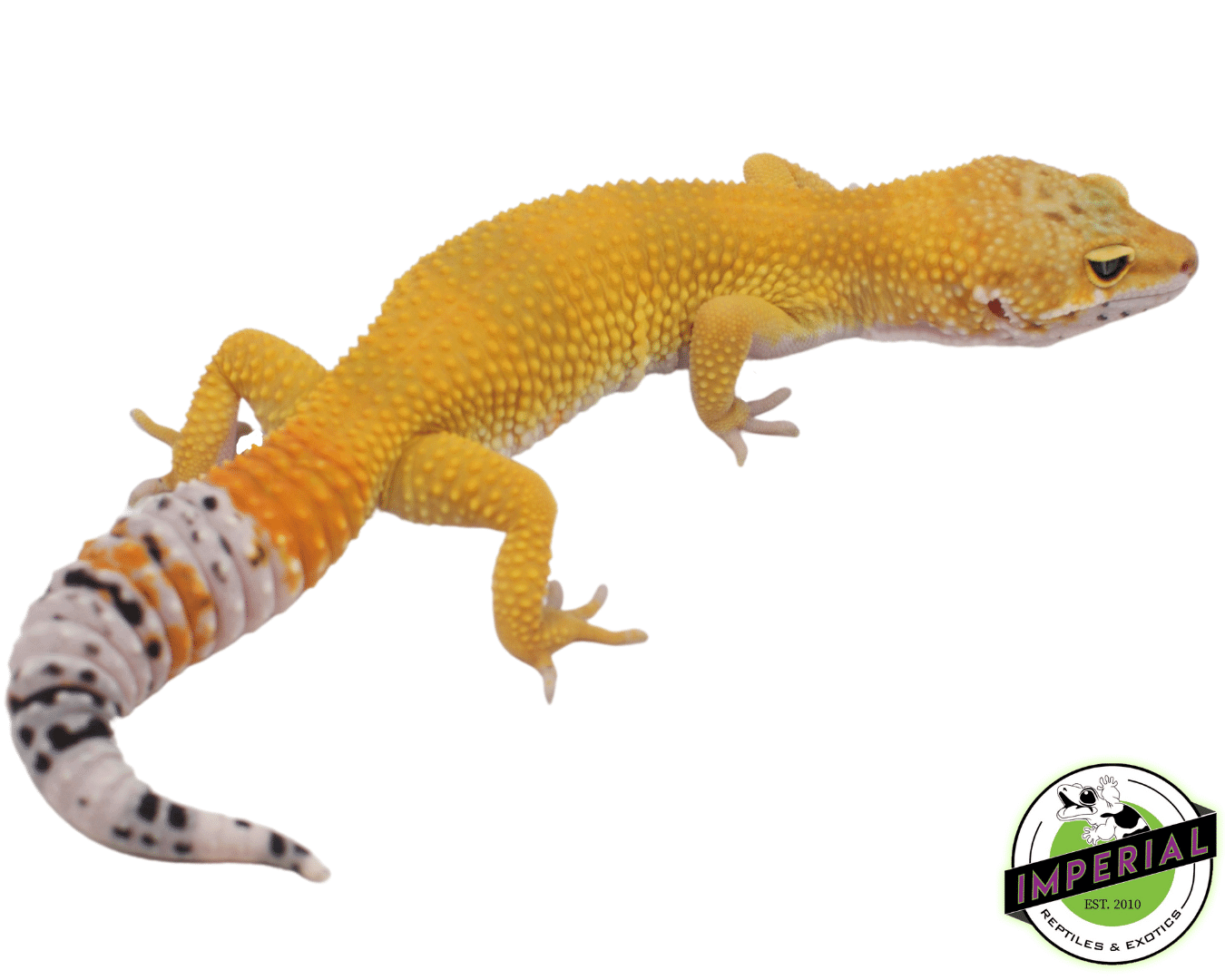 High Color Leopard Gecko Adult