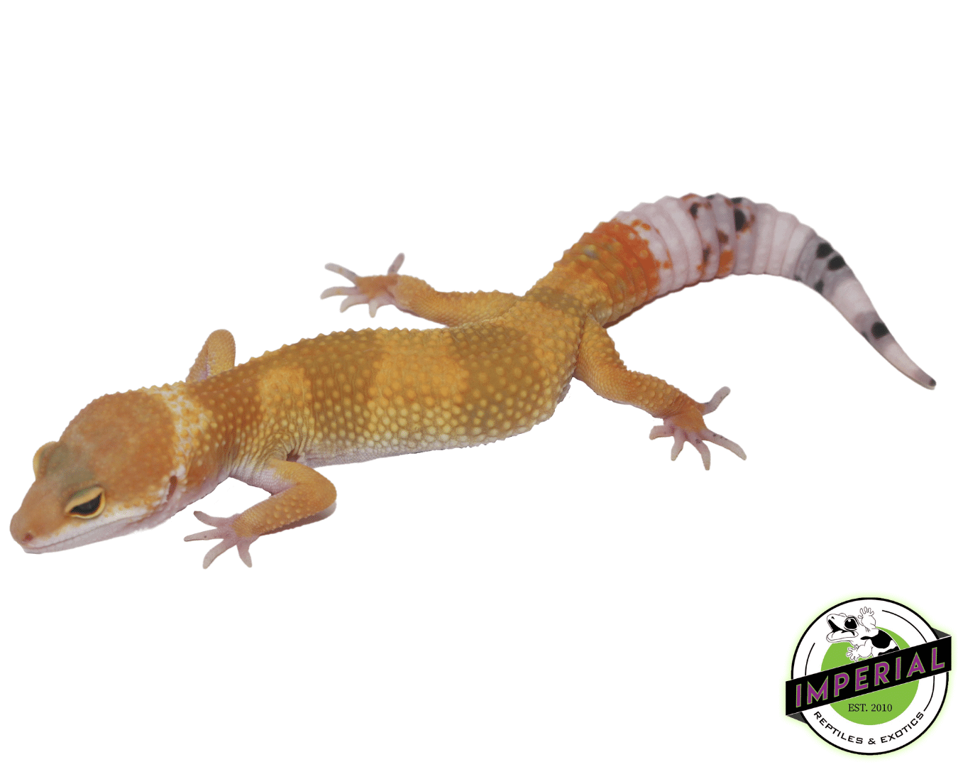 High Color Leopard Gecko Baby — image 3