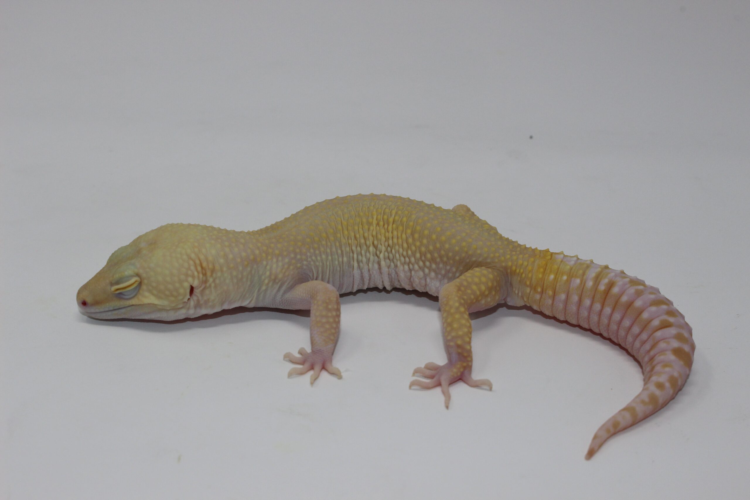 High Contrast Raptor (ALL RED EYE) Leopard Gecko Adult — image 2