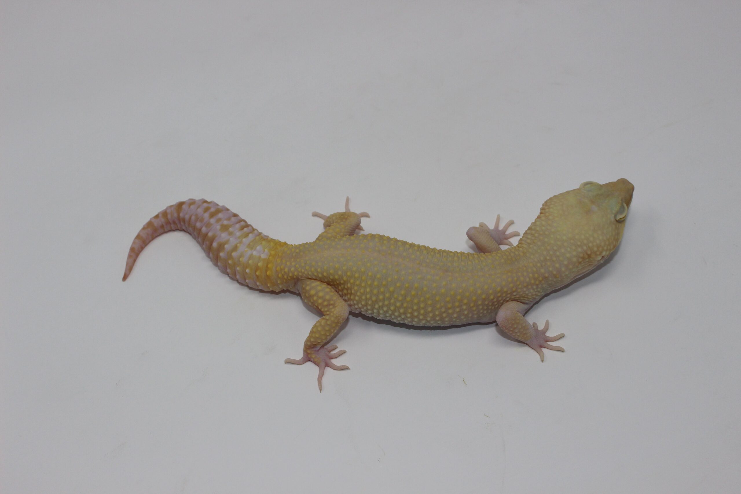 High Contrast Raptor (ALL RED EYE) Leopard Gecko Adult — image 3