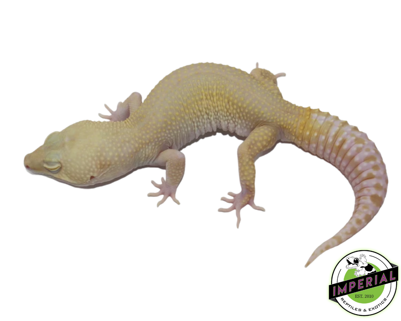 High Contrast Raptor (ALL RED EYE) Leopard Gecko Adult