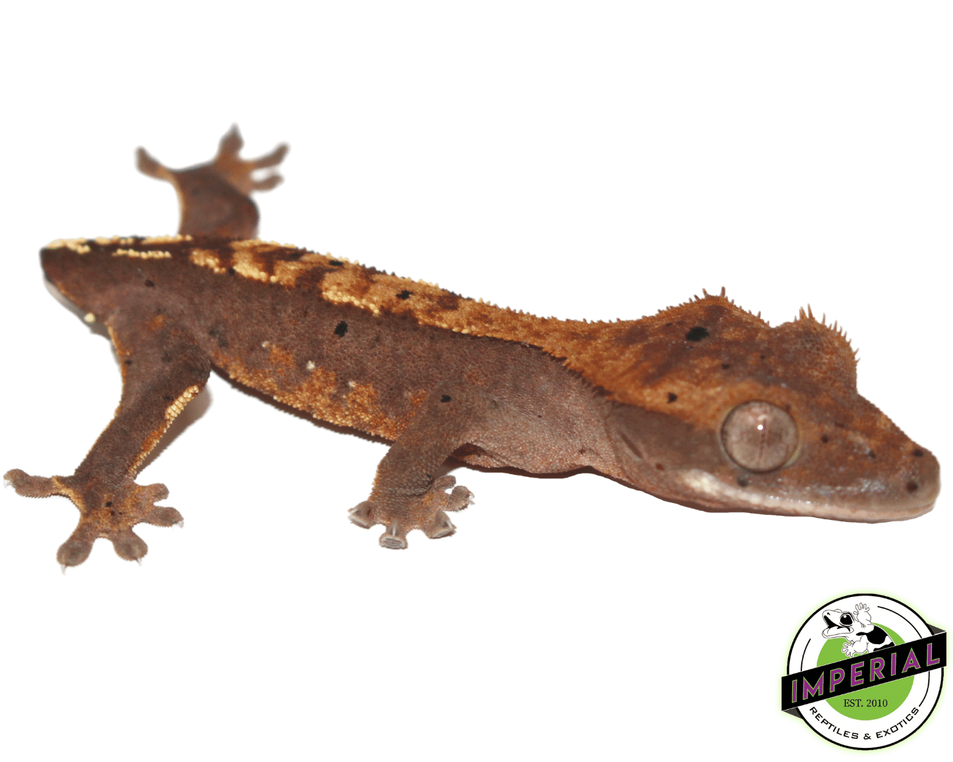 High End Crested Gecko Baby — image 2