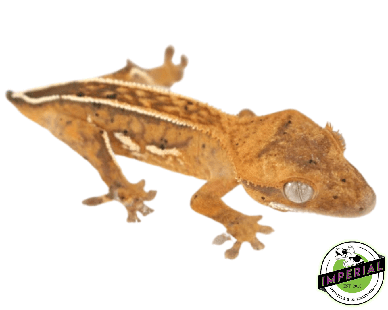 High End Crested Gecko Baby — image 3