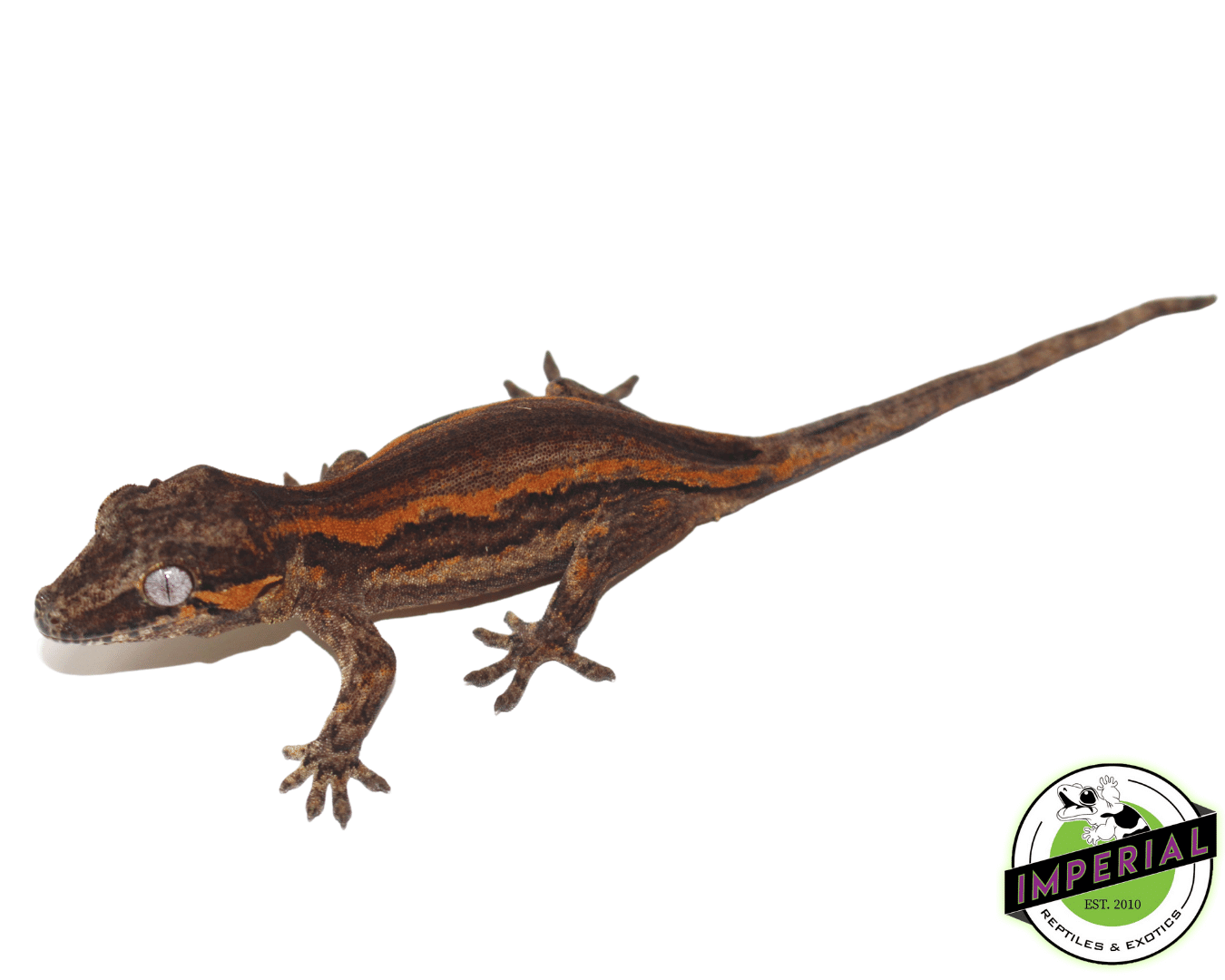 High-End Gargoyle Gecko Baby