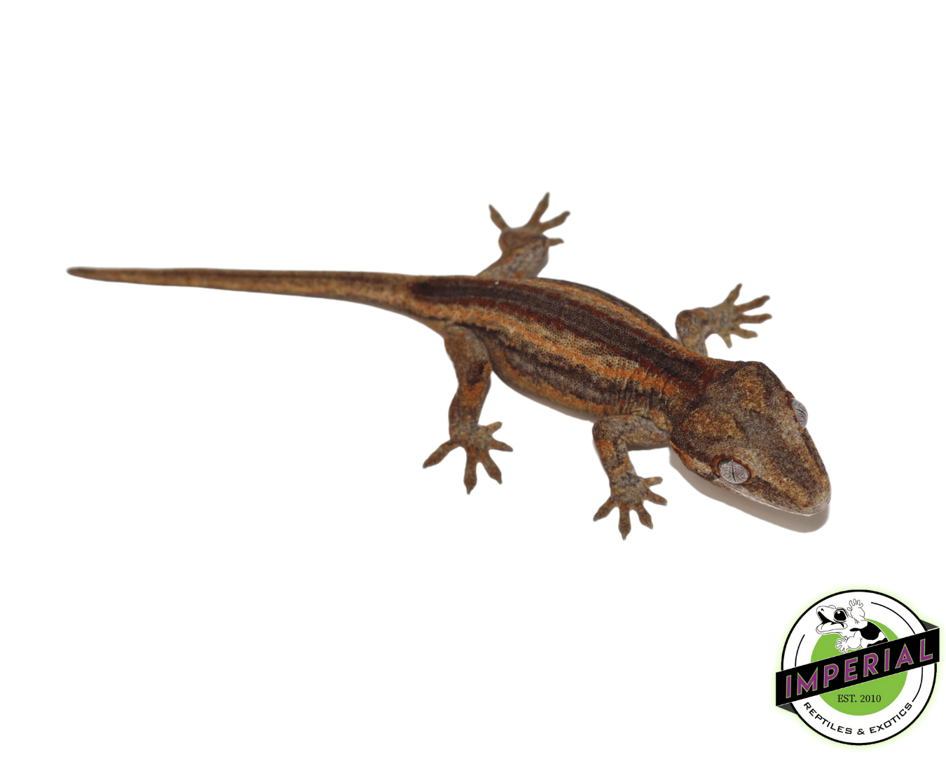 High-End Gargoyle Gecko Baby — image 2